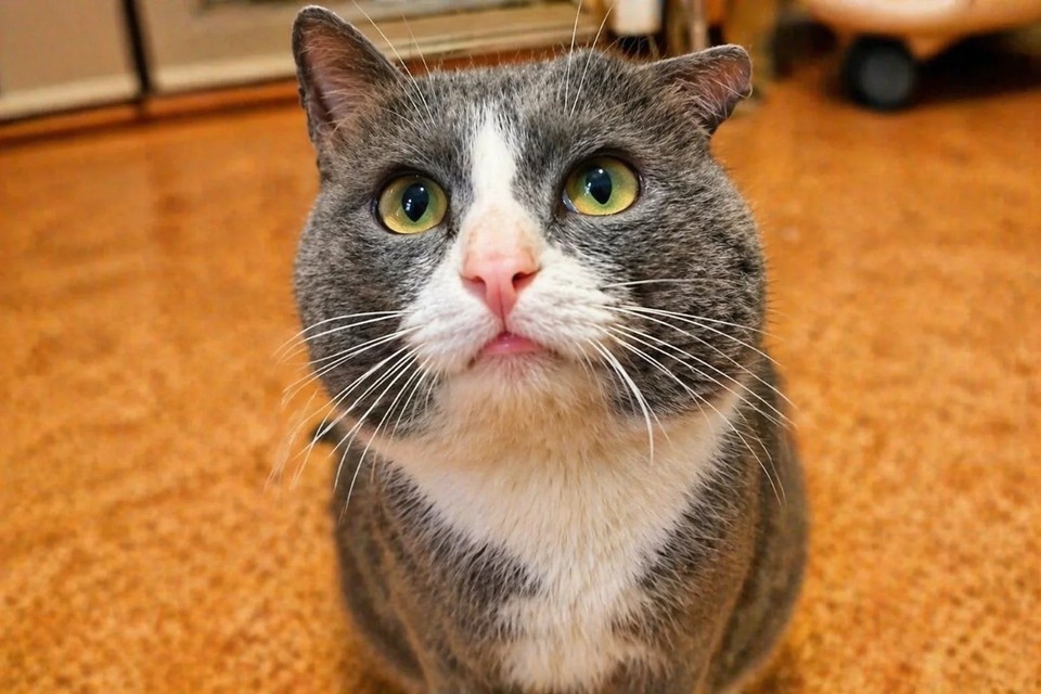    Это кот Феникс через пару дней после того, как его отбили у живодера. Фото: личный архив.