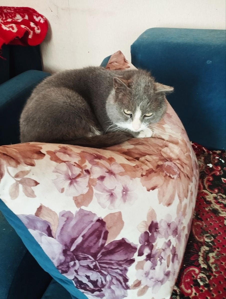    После спасения кот еще долго был в стрессе. Фото: личный архив.