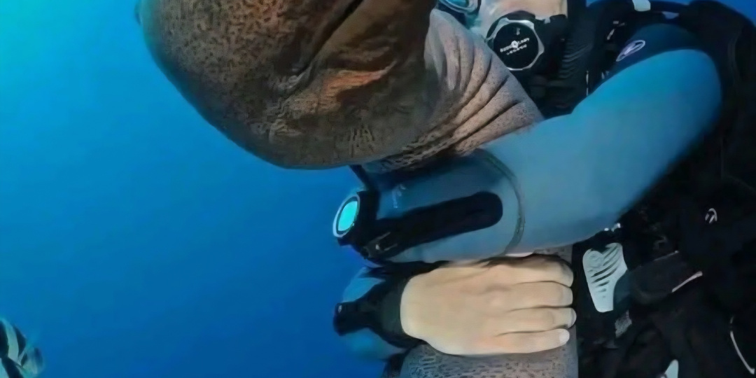 Мурена-призрак: новая рыба, которую назвали в честь бога мертвых