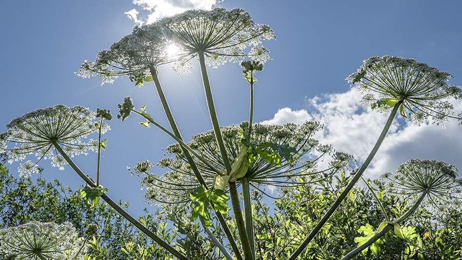    Фото: ИЗВЕСТИЯ/Константин Кокошкин