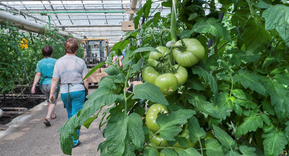 В РФ сократилось число участников аграрного рынка