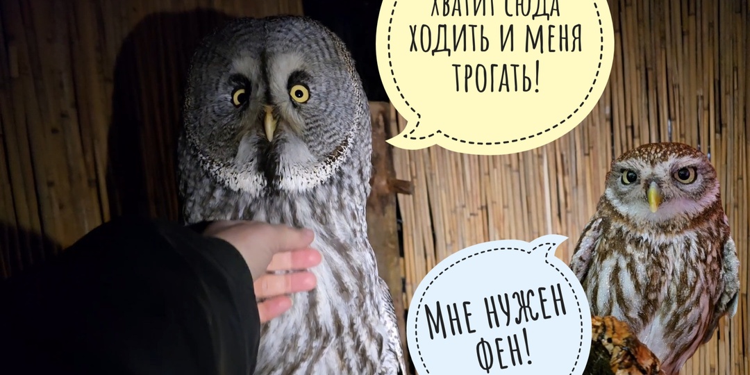 Как дела у совы Кофи? Сыча Лучика намочили, к филину Ёлке заглянули, Пса Кубика от голода спасли