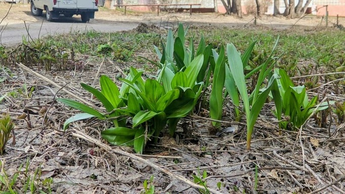 До +22 градусов. Какая погода ждет Алтайский край 24 апреля