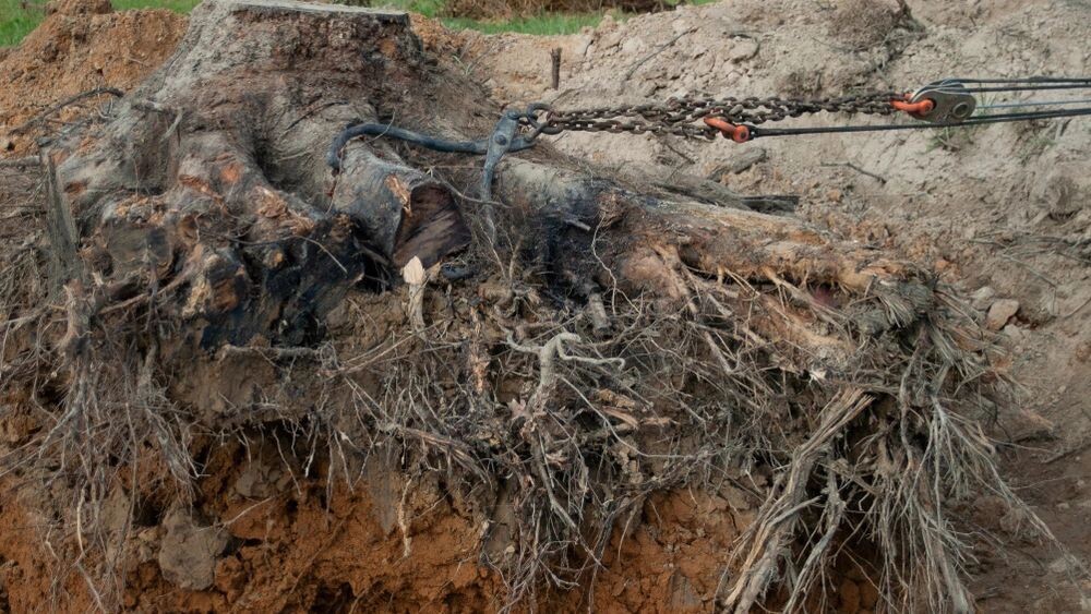    Фото: EngineerPhotos/Shutterstock/Fotodom