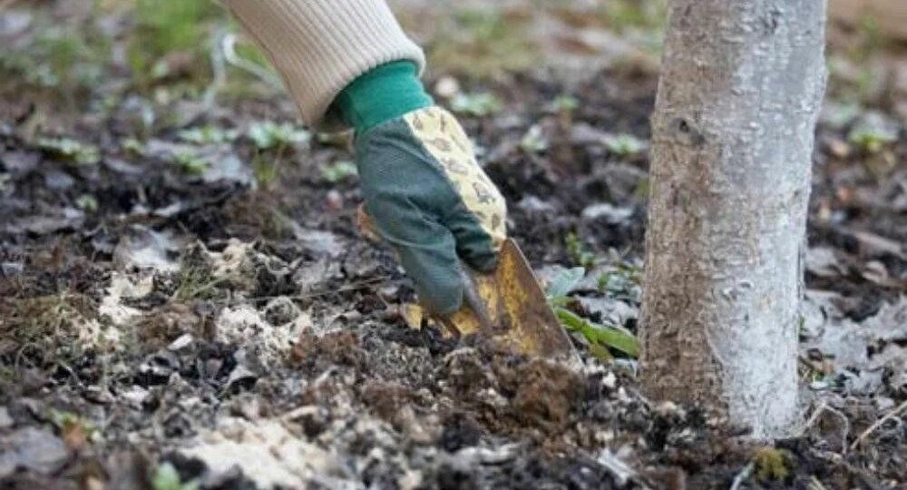 Подкормка плодовых деревьев микроэлементами: зачем нужны бор, цинк и железо и когда их вносить