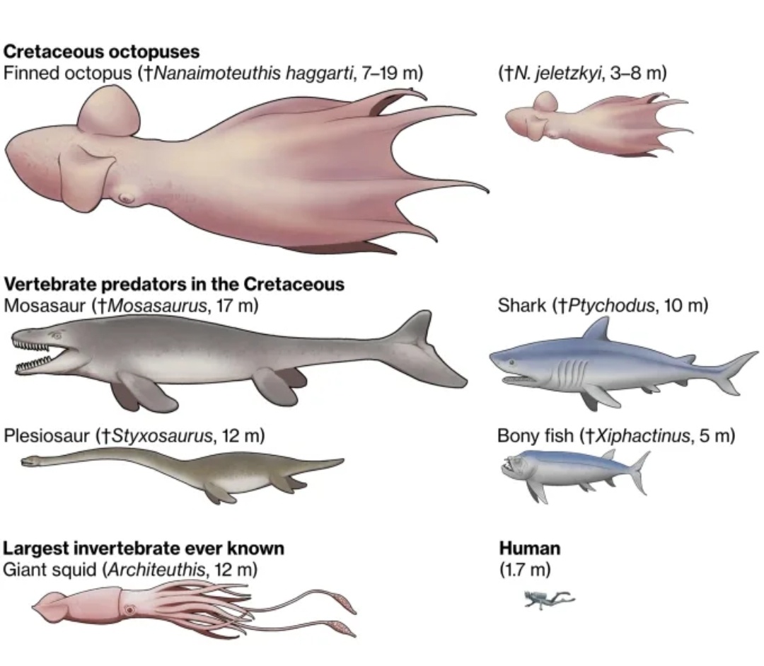 На диаграмме показано, как колоссальные размеры Nanaimoteuthis соотносятся с размерами других животных. Университет Хоккайдо