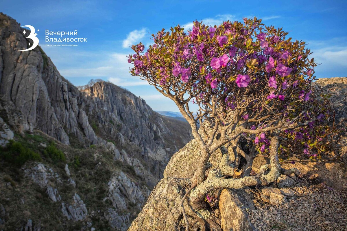 Автор фото:Виталий Берков специально для «Вечернего Владивостока»
