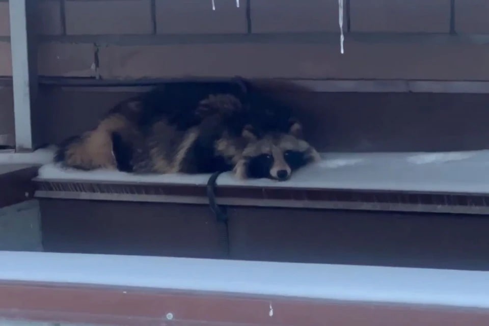    Таким зверька нашли из личного архива героя(ев) публикации