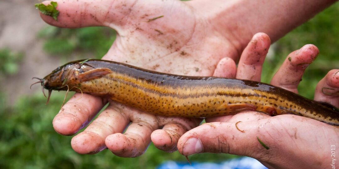 Куда уполз вьюн? История одной рыбы и целой эпохи