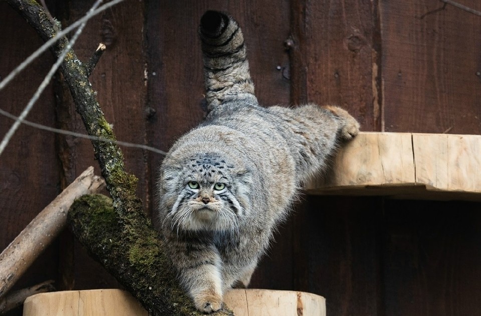    В «Роевом ручье» рассказали о личной жизни манула Бориса. Фото: «Роев ручей»