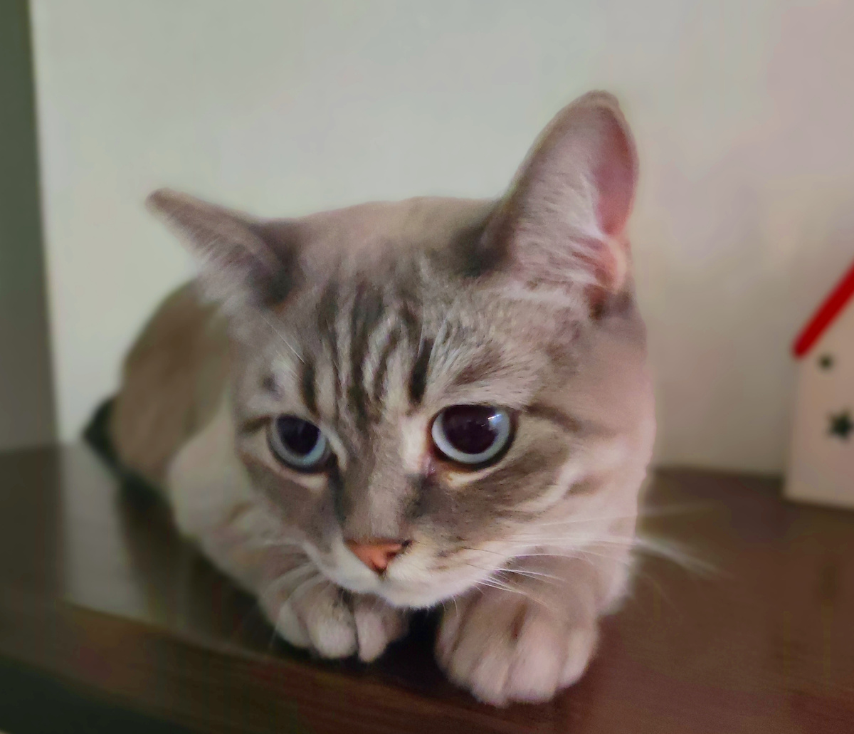 Всем доброго утра от Сони 😻❤️