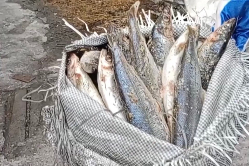    В Слюдянском районе у браконьеров изъяли 2700 штук омуля почти на 10 миллионов. ГУ МВД по Иркутской области