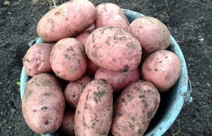 Про картошку: заправка лунок на урожай - первое правило и 3 добавки для мощного куста, зеленого листа и крупных клубней. Агрономы советуют