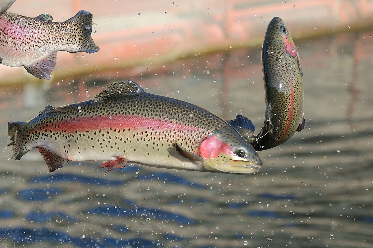 Вперёд, захватывать новые земли! 