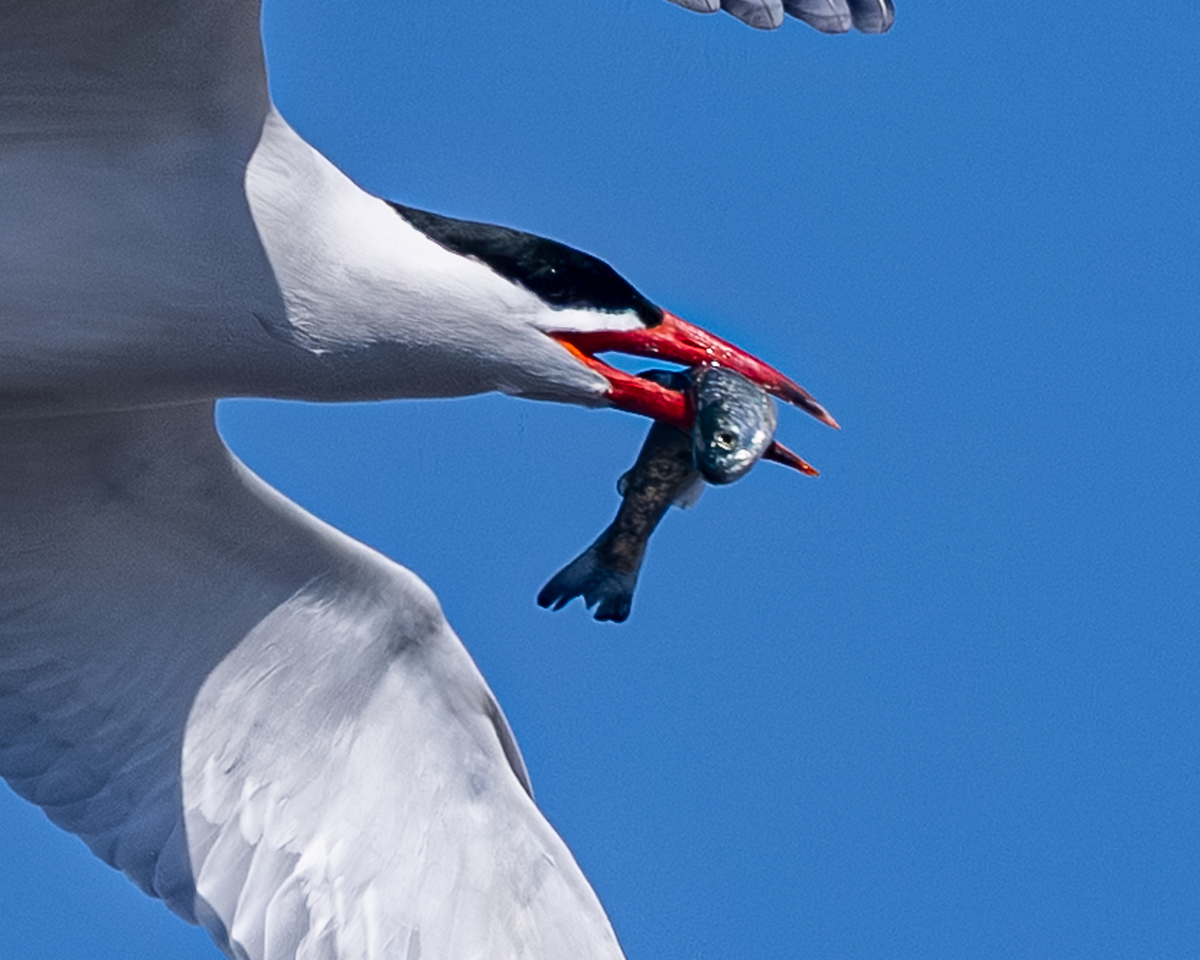 Форель вообще много кому нравится, не только мишкам с людьми.