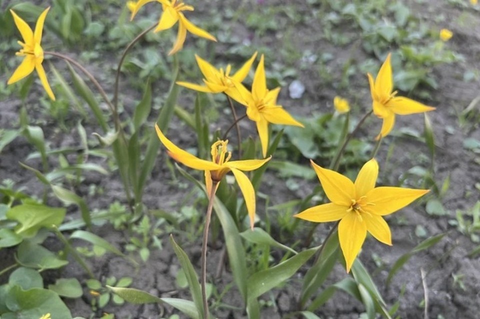    Луганская Народная Республика столкнется с новой волной арктического воздуха Валерия РАЗИНА