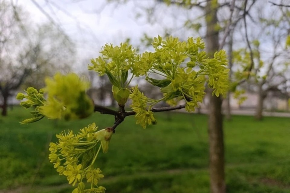    В пятницу, 24 апреля, в Херсонской области небо будет плотно затянуто облаками. Фото: администрация Генического округа