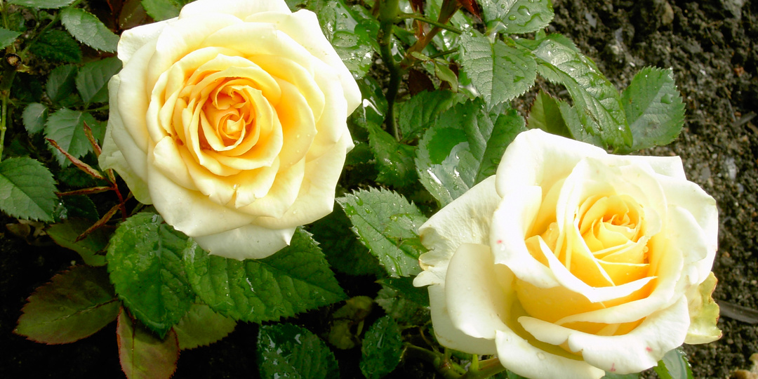 РОЗЫ ПЛОХО ПЕРЕЗИМОВАЛИ И НЕ ИДУТ В РОСТ, ЧТО ДЕЛАТЬ?