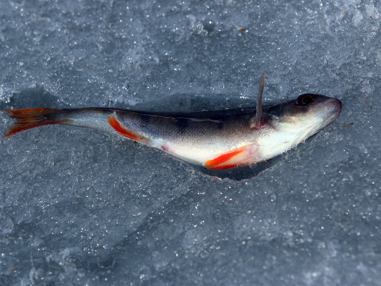   Геннадий Черкасов