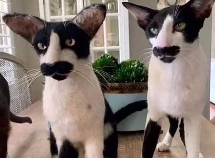 Прикольные мемы с кошками