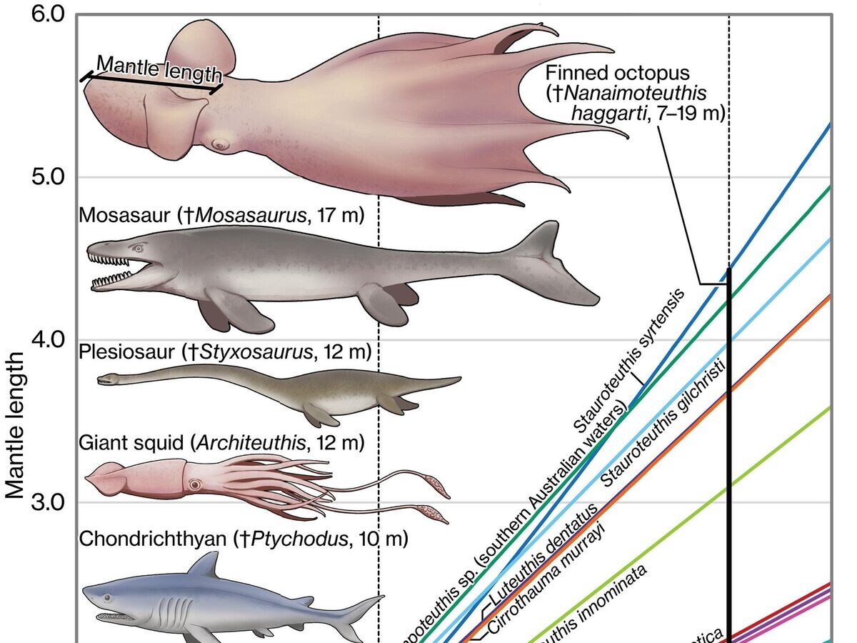   Оценка размеров тела гигантских осьминогов, которые населяли Мировой океан десятки миллионов лет назад | © Science