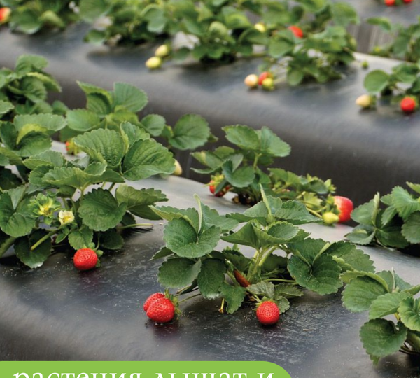 Застелил грядки чёрной агротканью — и забыл про сорняки на два сезона