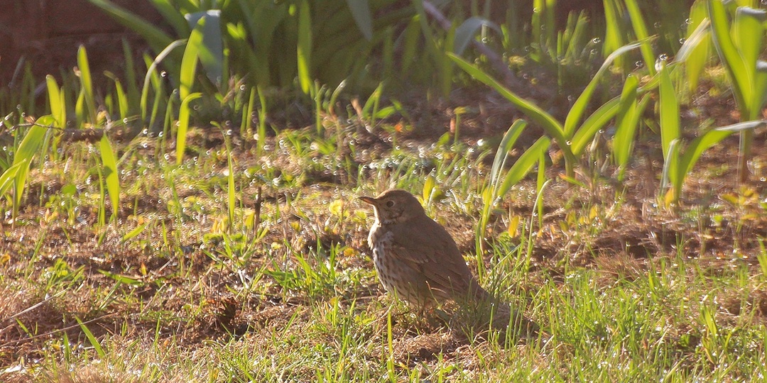 Певчий дрозд за окном. Весенние заметки.