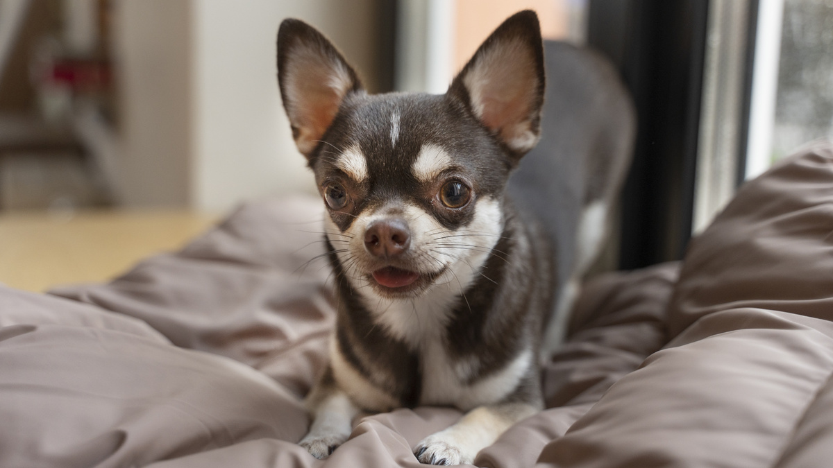 Как показывает практика, маленькая собака не всегда означает маленькие проблемы: жить с чихуа, который писает дома, очень сложно. Фото freepik. 