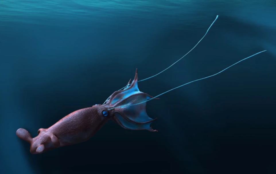 Художественное изображение вымершего Nanaimoteuthis вида, который часто называют кракеном и который по размерам мог соперничать с крупными морскими рептилиями, фото:Masato Hattori/Science Photo Library