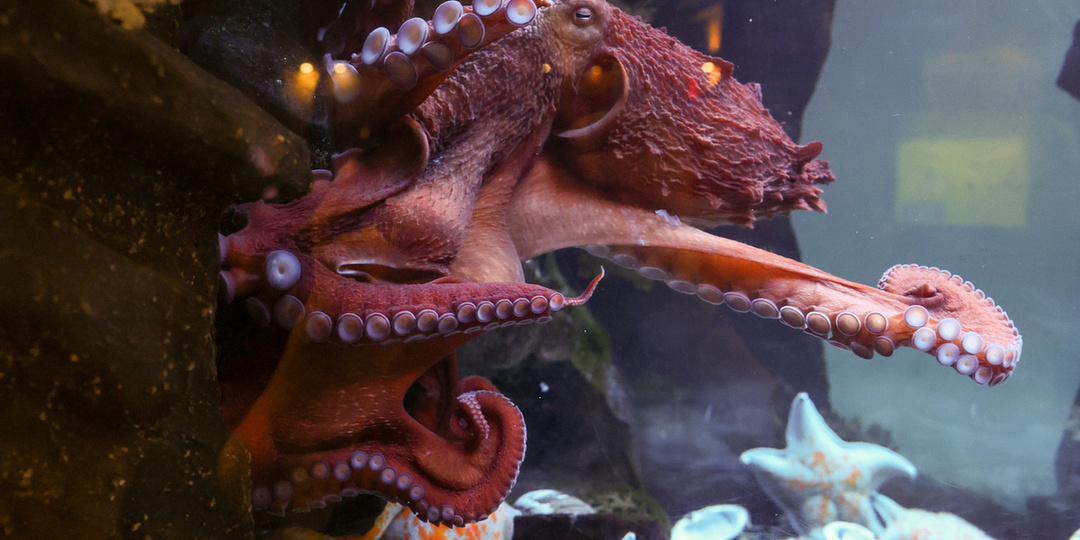 Учёные открыли гигантских осьминогов, охотящихся на динозавров