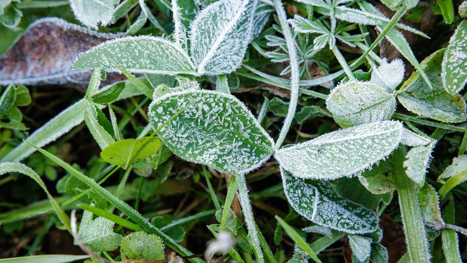Весенние заморозки до -3 градусов ожидаются в Ростовской области