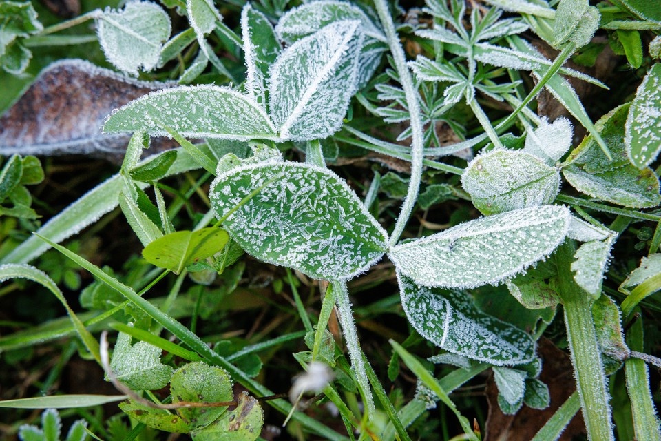    Заморозки могут повлиять на цветущие культуры. Валерий ЗВОНАРЕВ