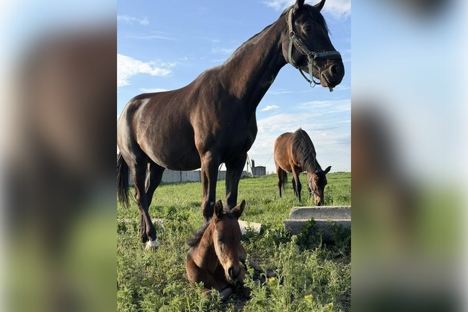    Лошади на акимовской ферме восстанавливаются после налета ВСУ. Фото: тг-канал Евгении Зайцевой