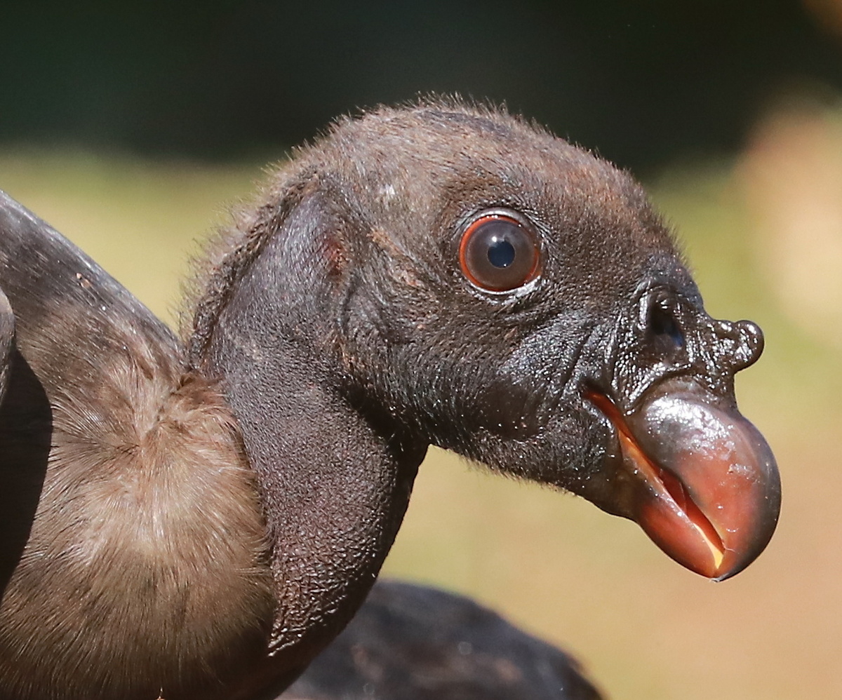 молодая птица