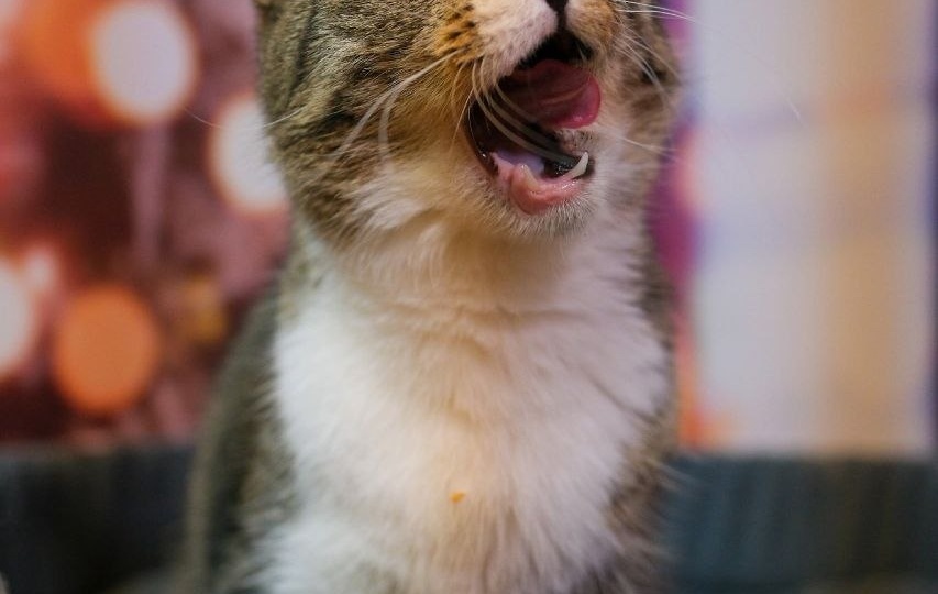 Еда есть, а денег - нет