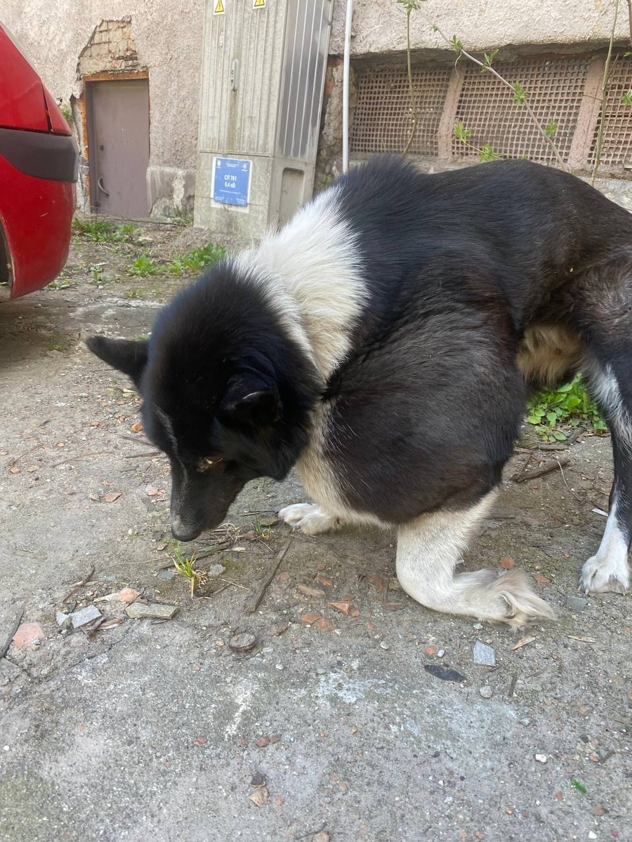 Лисичка и её страшная опухоль