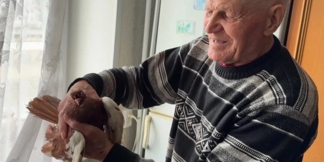 Птицы счастья. Как умирает дворовое голубеводство и кто пытается его спасти