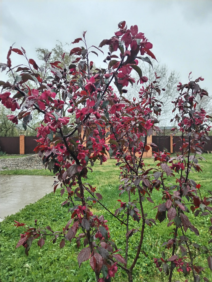 Фото автора. Декоративная яблоня на моем участке. 