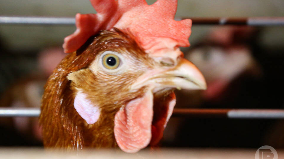 55,7 тысячи тонн скота и птицы произвели в Волгоградской области