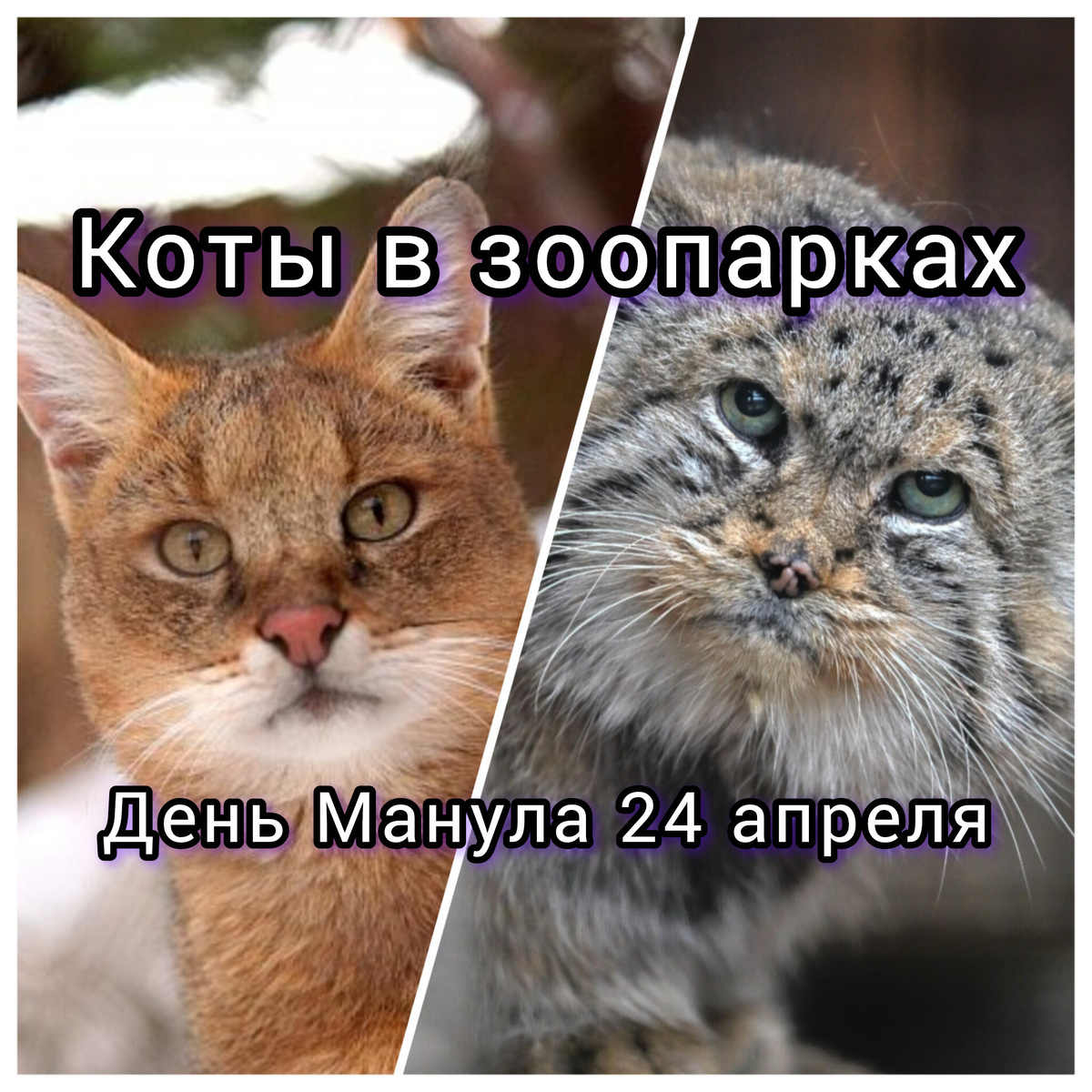 Камышовый кот и Манул