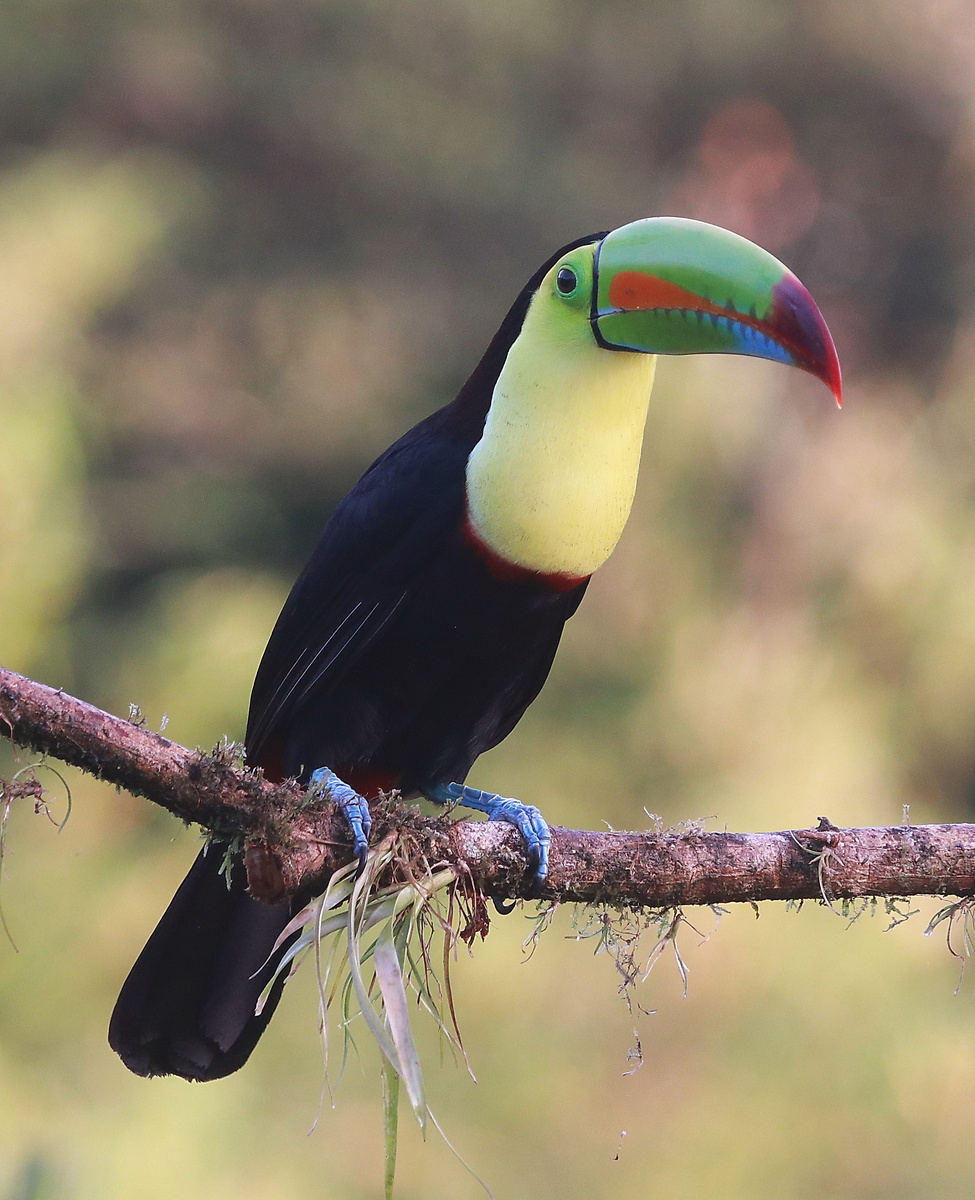 игрушка просто!