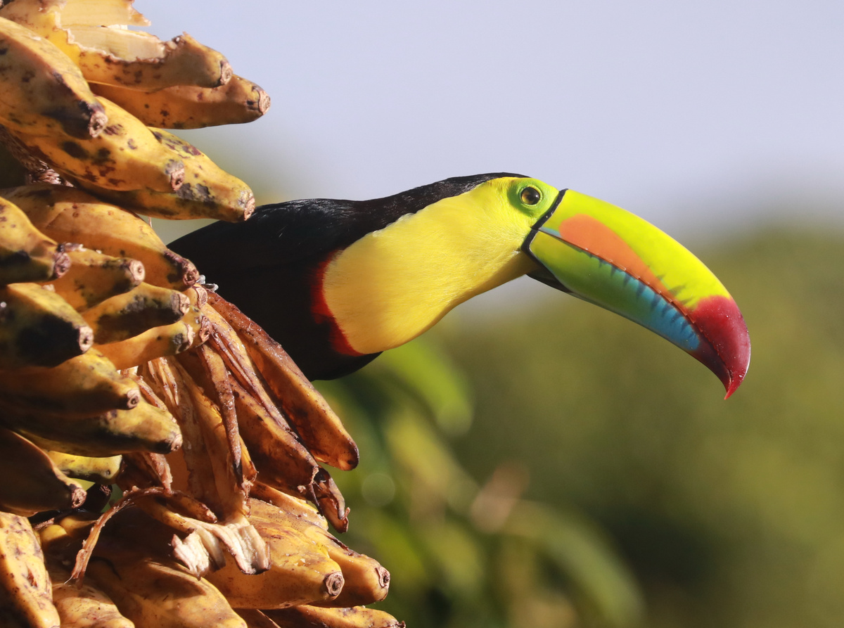 постоянные гости кормушек