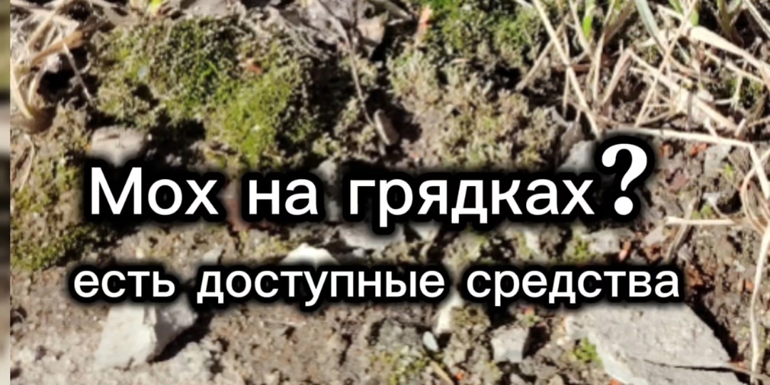 МОХ В ТЕПЛИЦЕ И НА ГРЯДКАХ: причины появления и как с ним бороться
