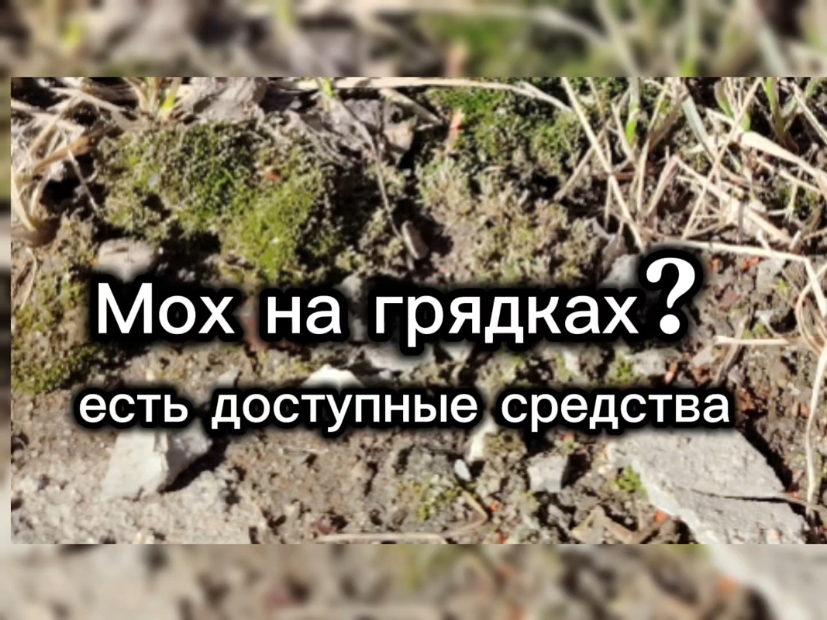 Как я борюсь с мхом на грядке