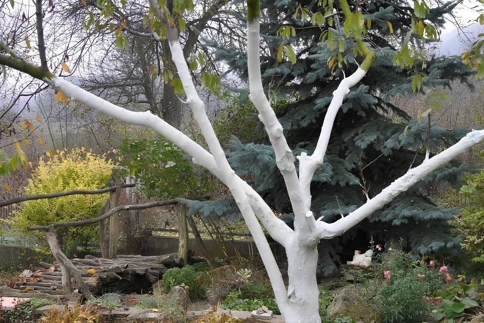    Очевидцы нашли странное белое вещество на деревьях: его происхождение остается загадкой Фото: Orest lyzhechka / Shutterstock / Fotodom