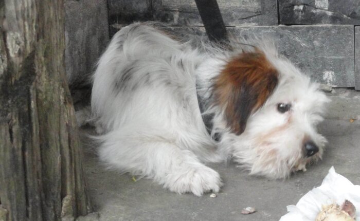 В Амурской области собака справедливо укусила школьника