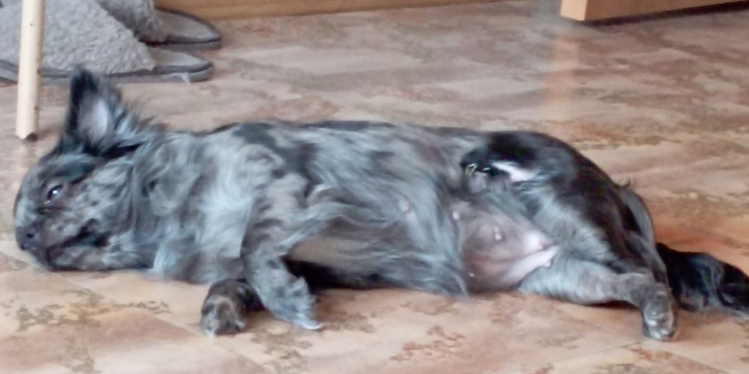 🐾 Нежный привет от Евы — маленькой принцессы с большим сердцем