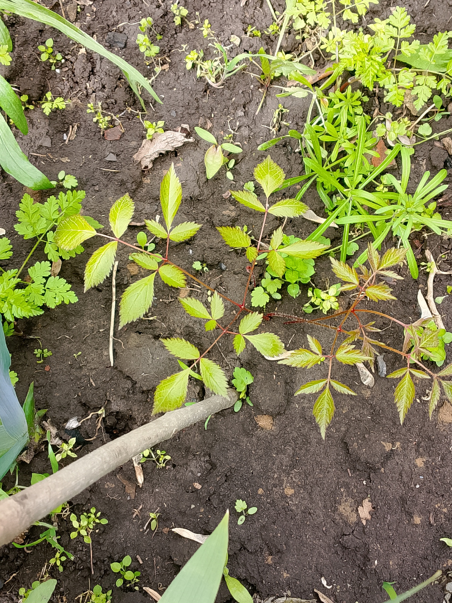 Похоже на астильбу.