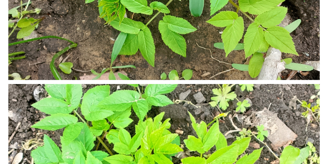 Посадила сорняк! Оставить, или удалить?