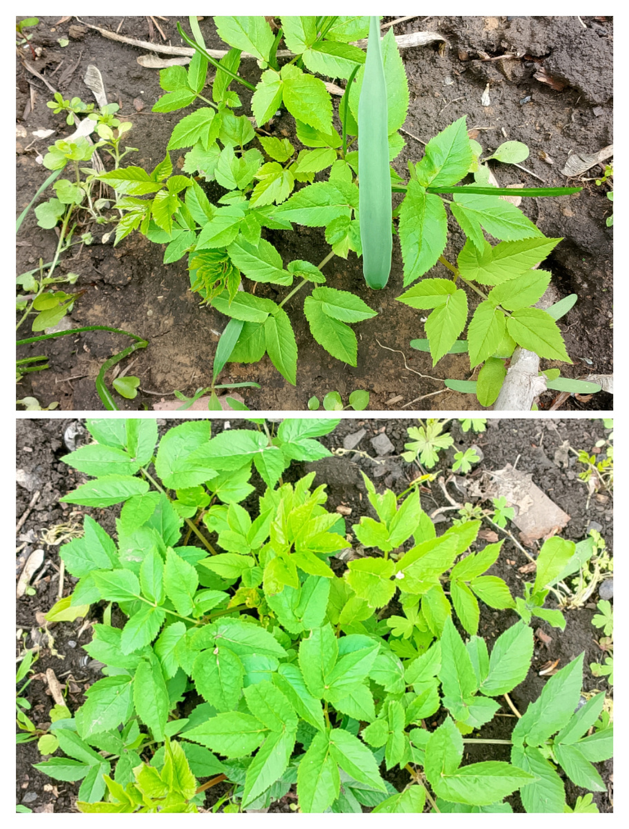 Да, это точно сныть! 